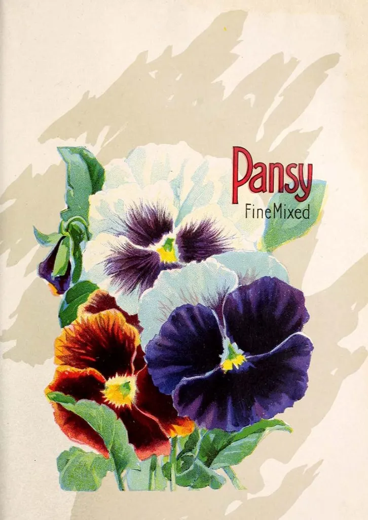 Pansy seed packet art
