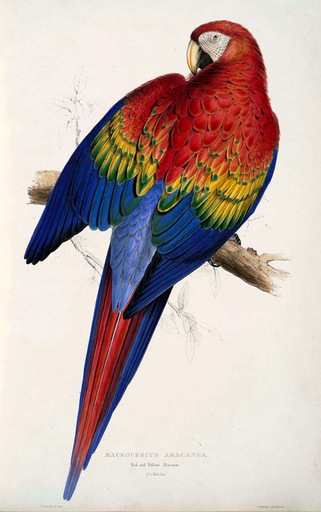Scarlet Macaw - free parrot paintings