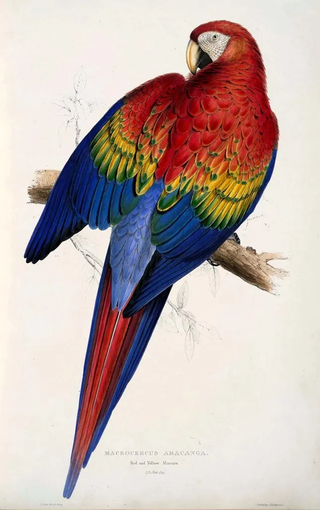 Scarlet Macaw - free parrot paintings