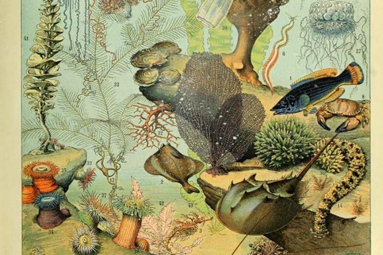 Dive into the Depths: Free Sea Life and Marine Life Posters from the Public Domain