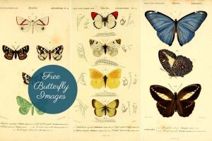 copyright free butterfly images to download