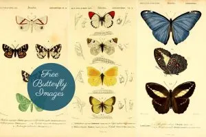 copyright free butterfly images to download