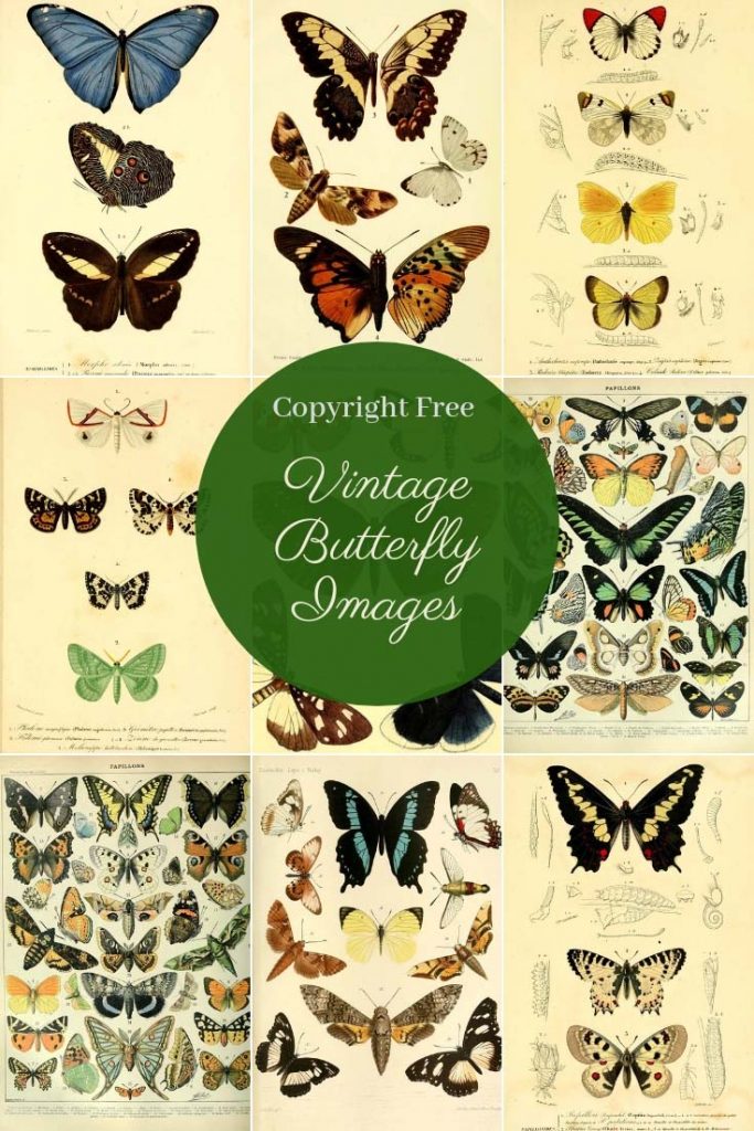 Butterfly posters