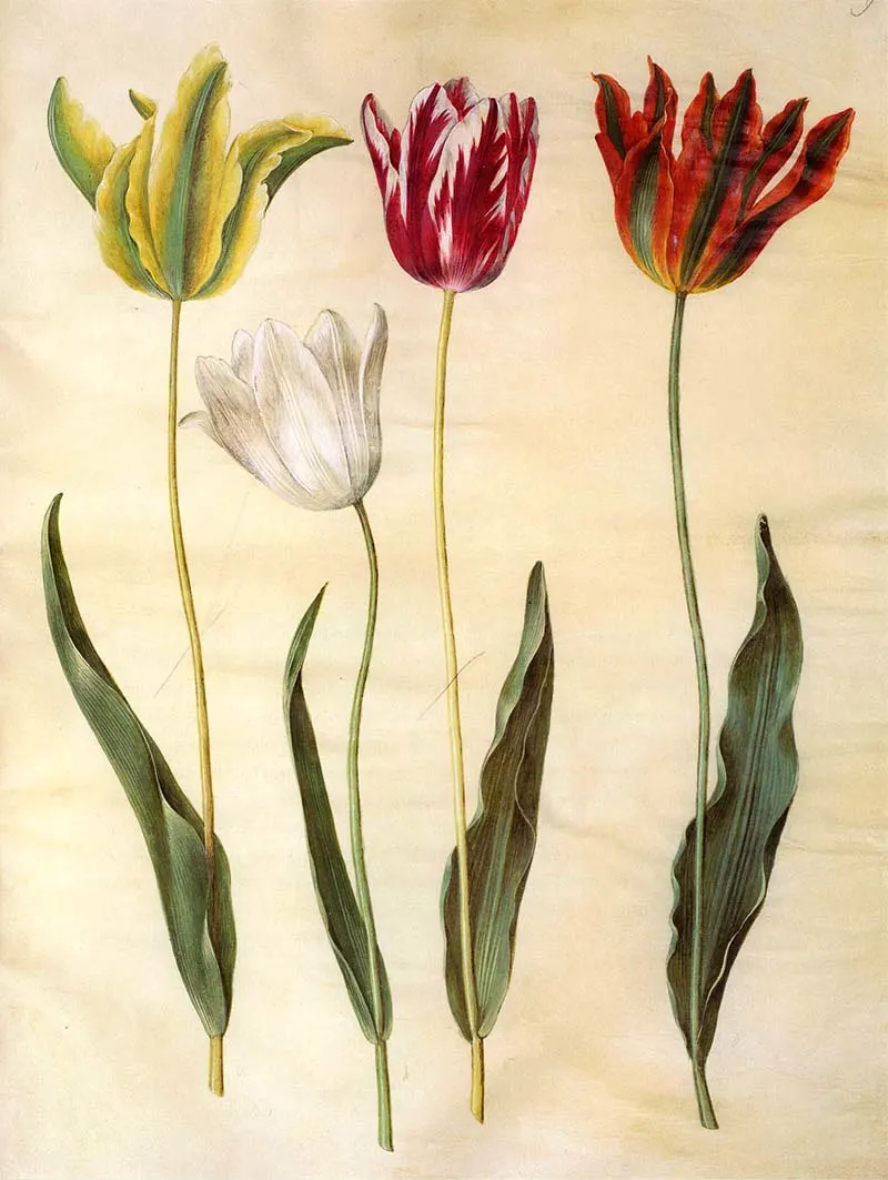 1650@s garden tulip watercolor