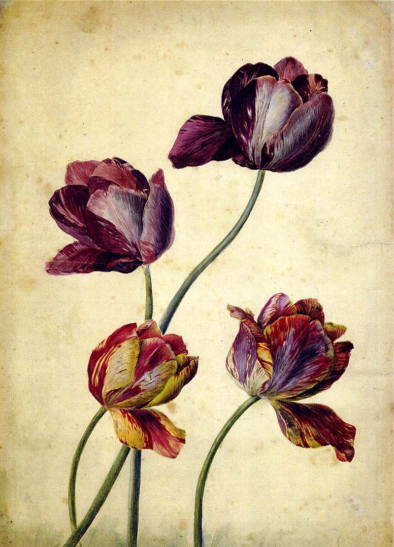 4 purple tulips
