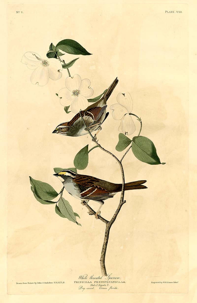 Audubon White-Throated Sparrow
