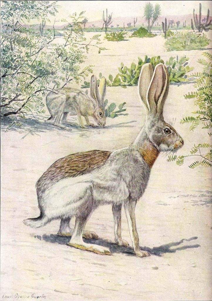 Antelope Jack Rabbit