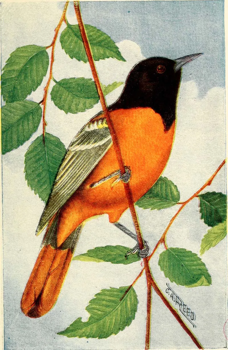 Baltimore Oriole