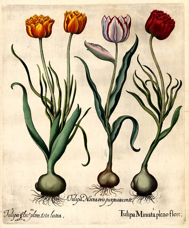 trio of tulip illustraiton