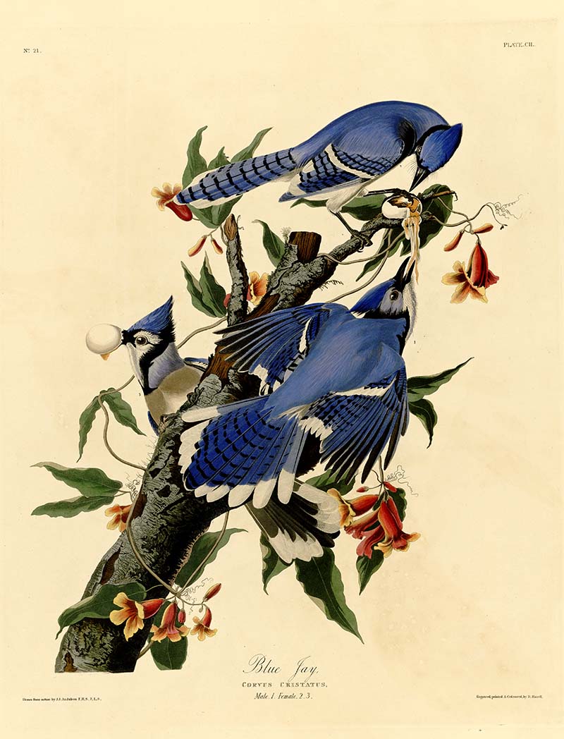 American Songbirds Blue Jay