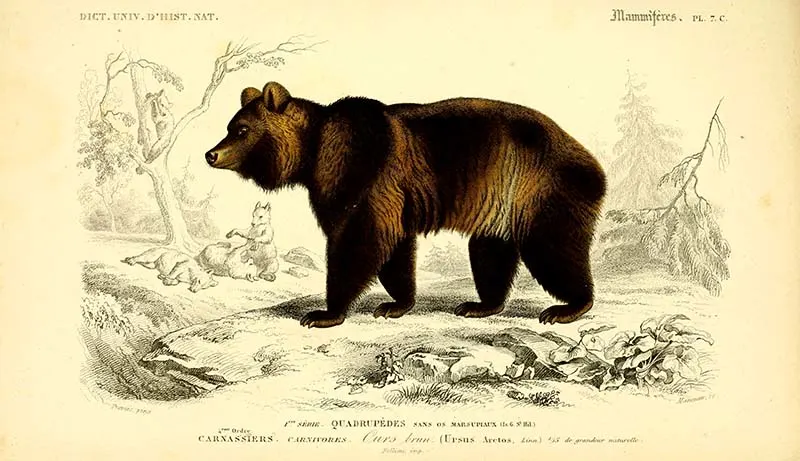 vintage animal prints Brown bear