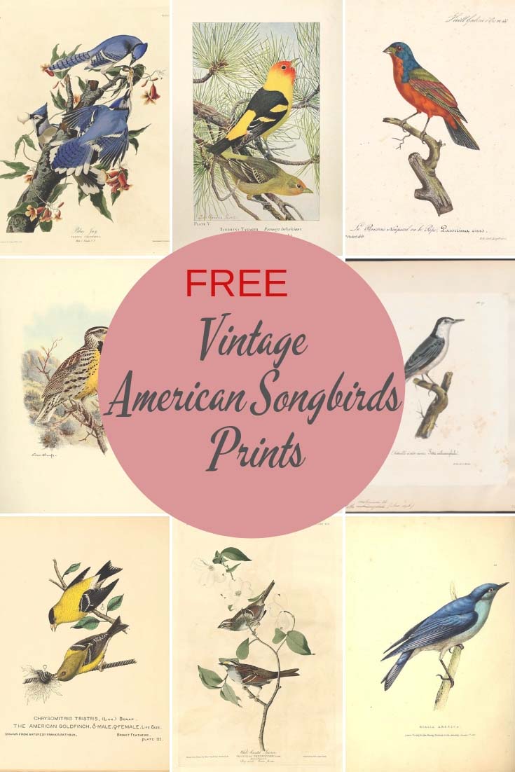American Songbirds prints
