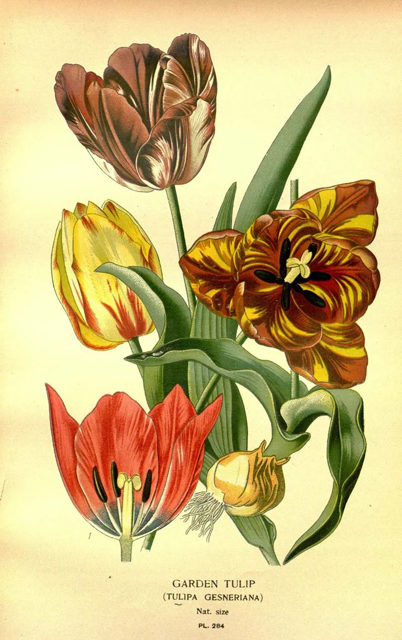 Garden tulips