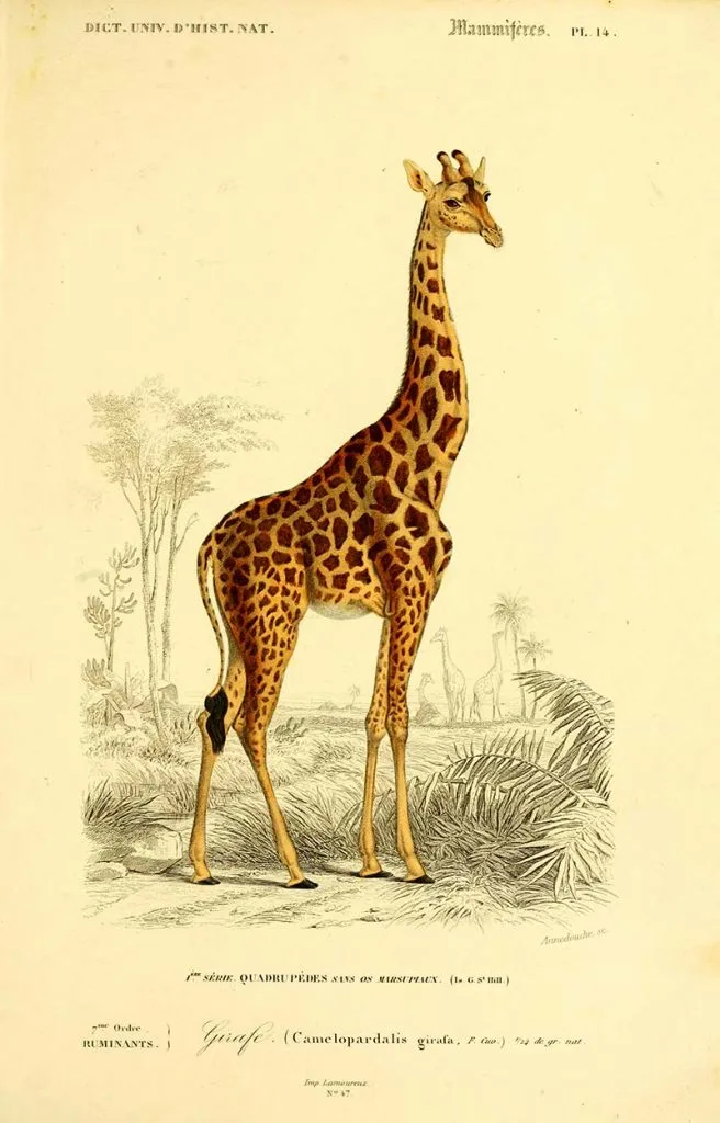 vintage animal print giraffe