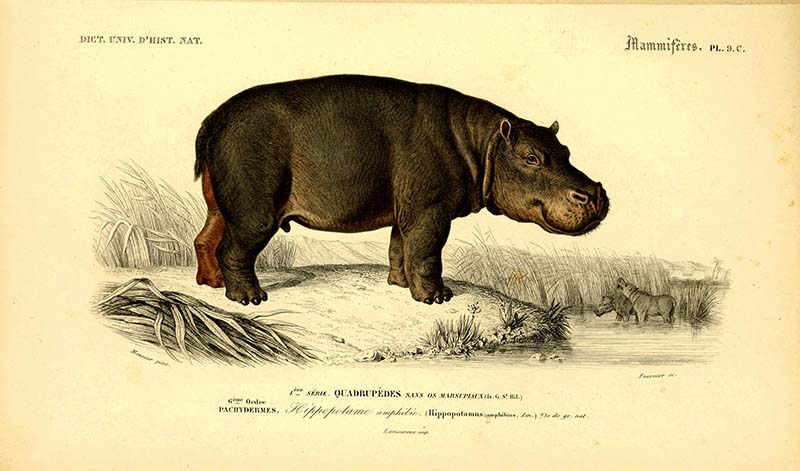 Hippopotamus illustration