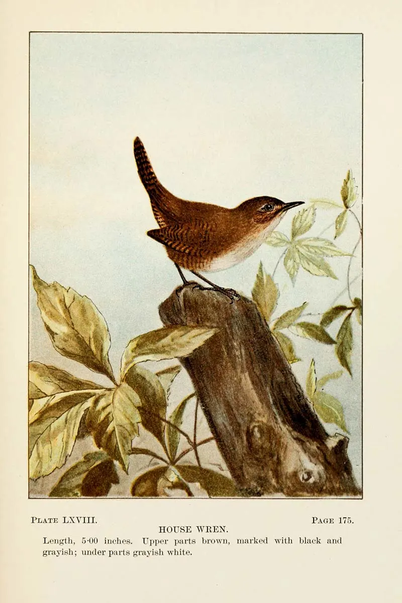 House Wren