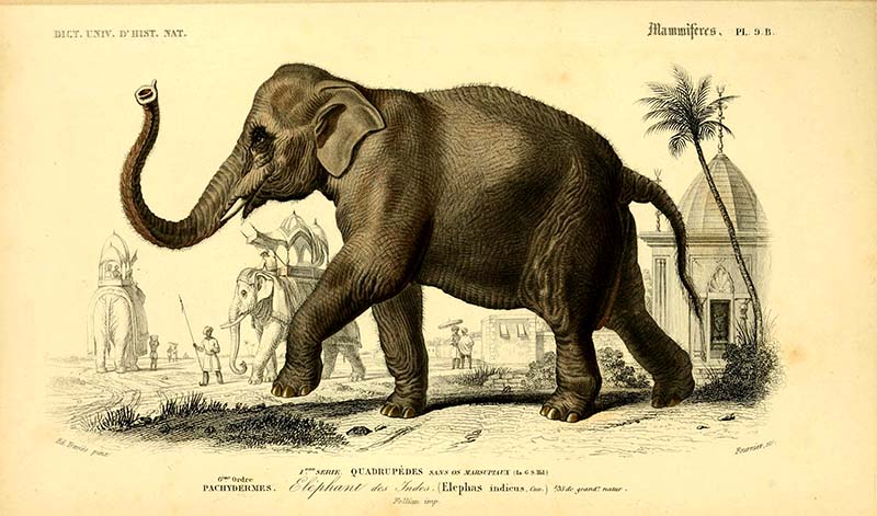 Indian Elephant Print
