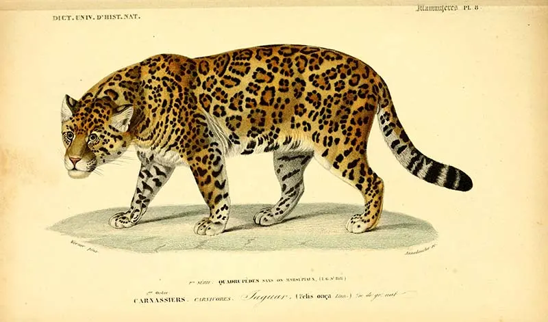 vintage animal prints Jaguar illustration
