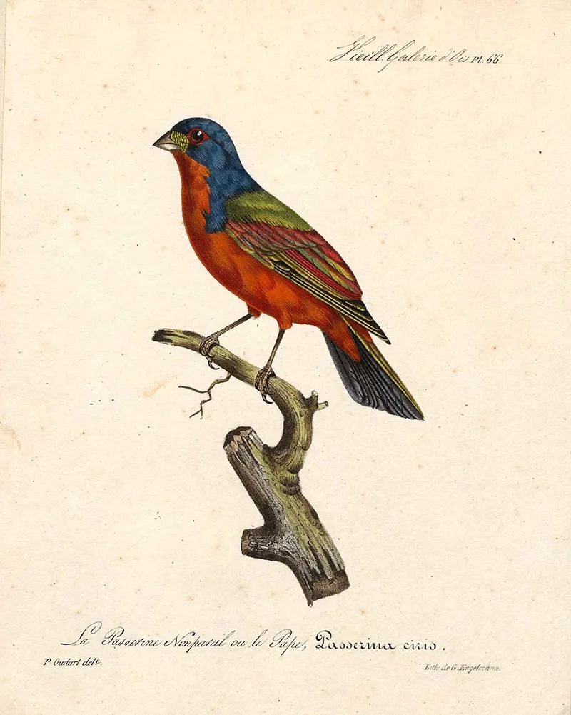 Painted Bunting