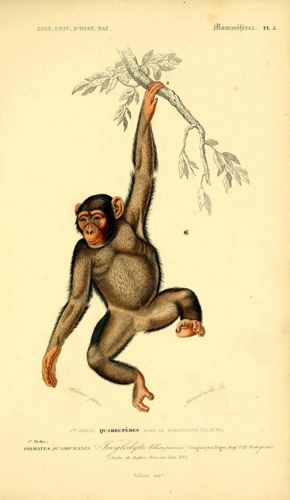 Victorian Chimpanzee illustraitons