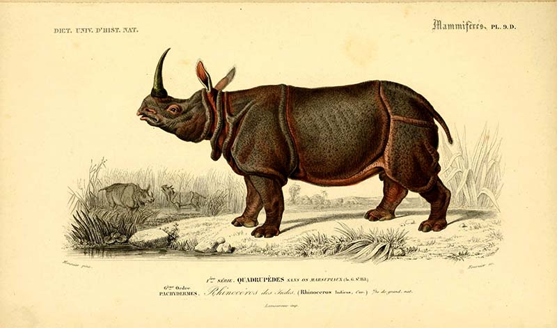 Vintage Rhinoceros