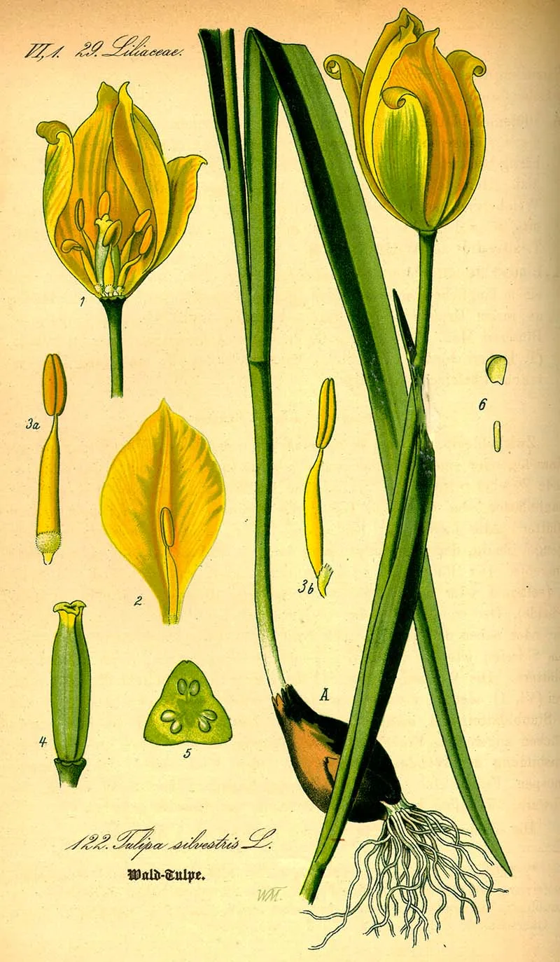 Sylvestris Tulip paintings 1885