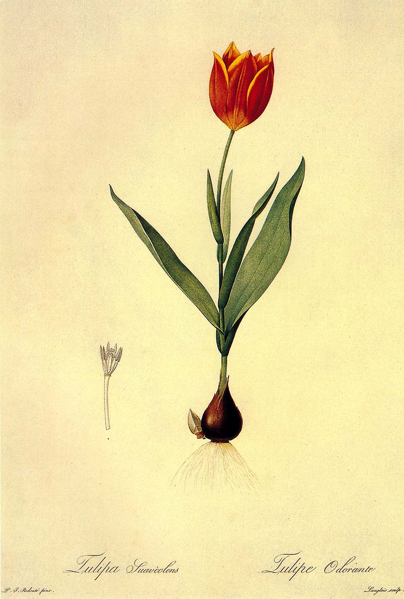 free tulip paintings