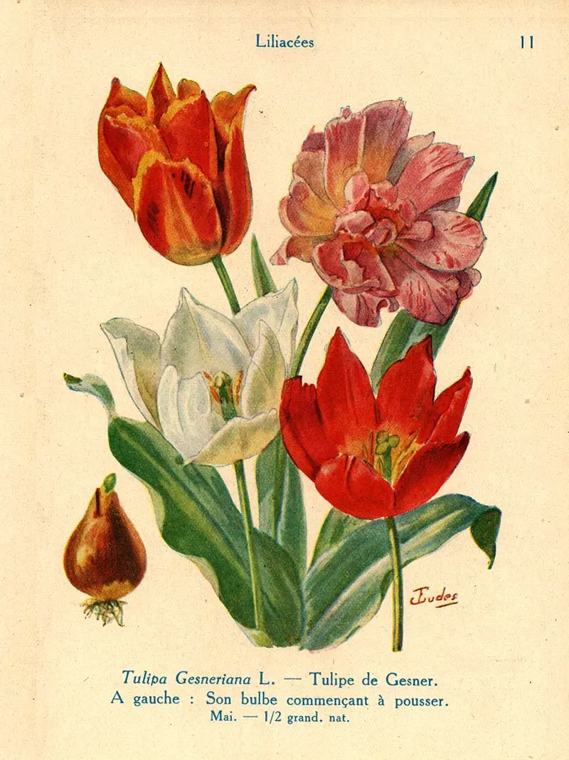 tulip illustration