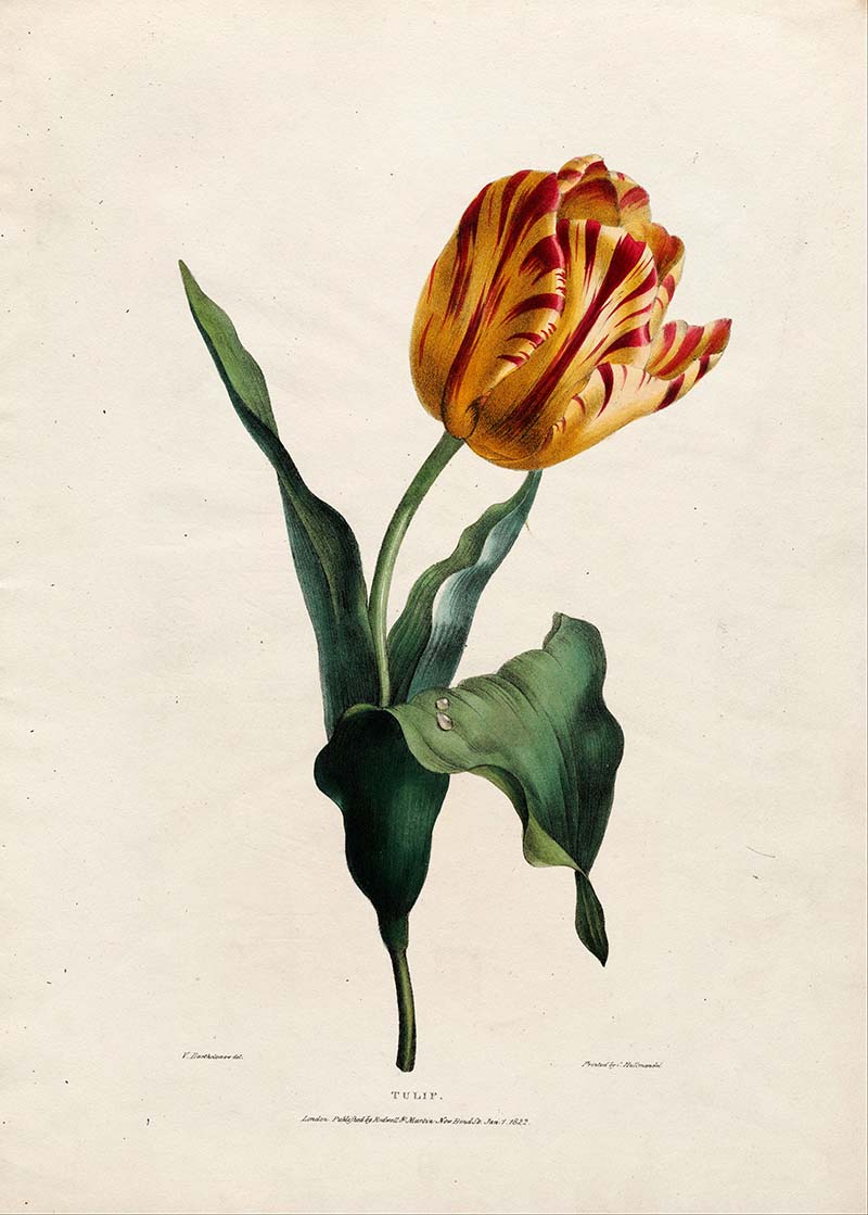 tulip 1822
