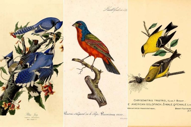 Free American Songbirds Illustrations: A Symphony of Colour and Art