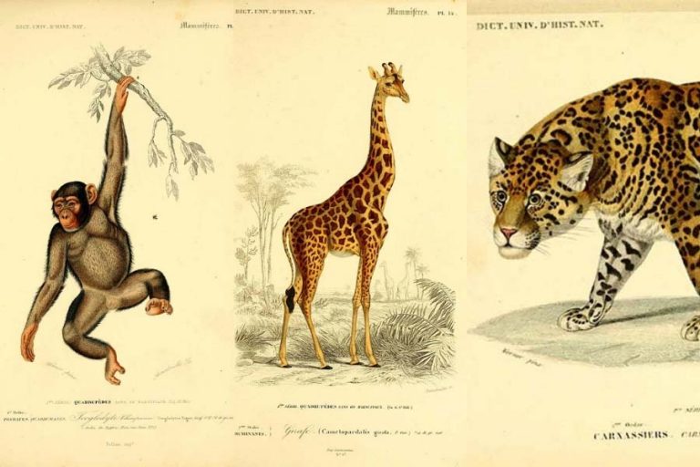 vintage animal prints