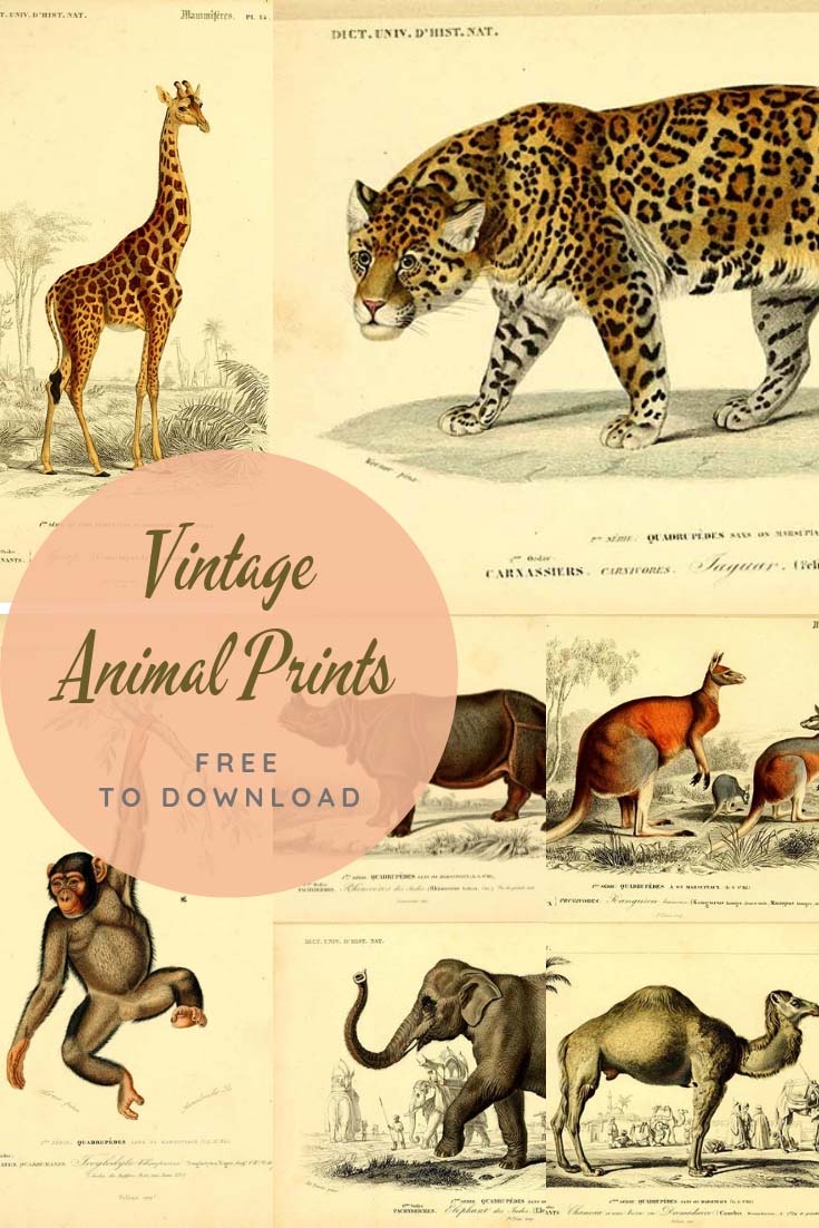 Vintage animal prints to download 