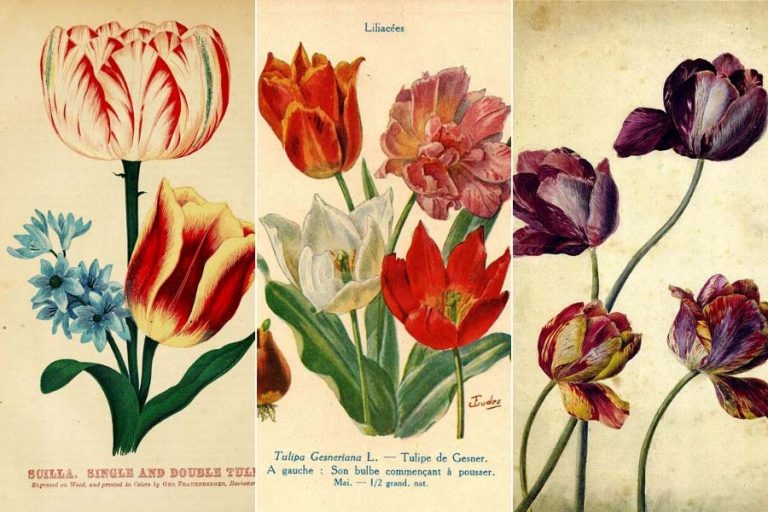 Beautiful Vintage Tulip Paintings To Download For Free