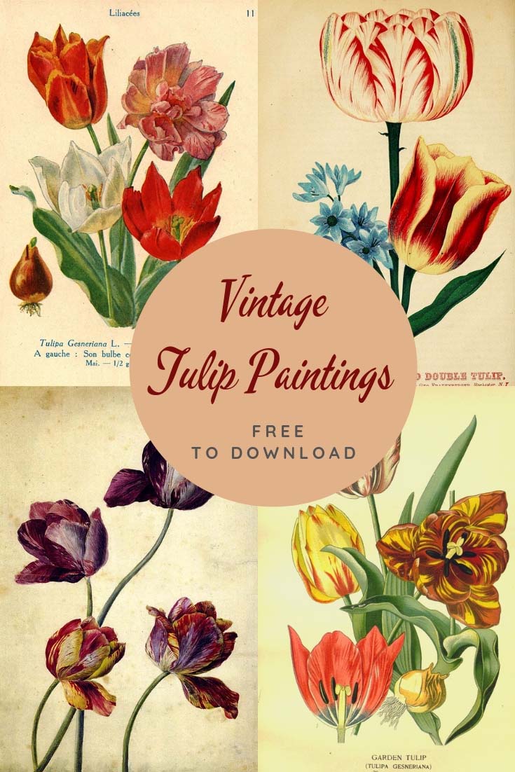 Vintage tulip paintings to download
