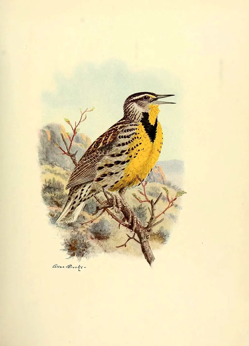 Western Medowlark print