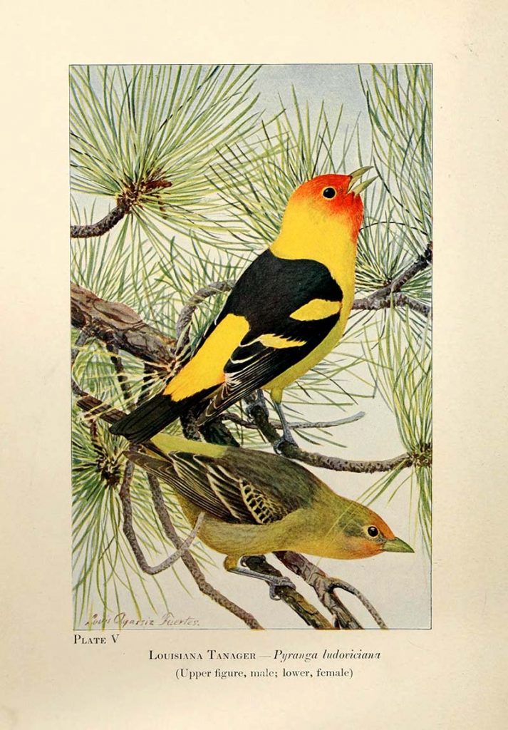 Western Tanager American Songbirds