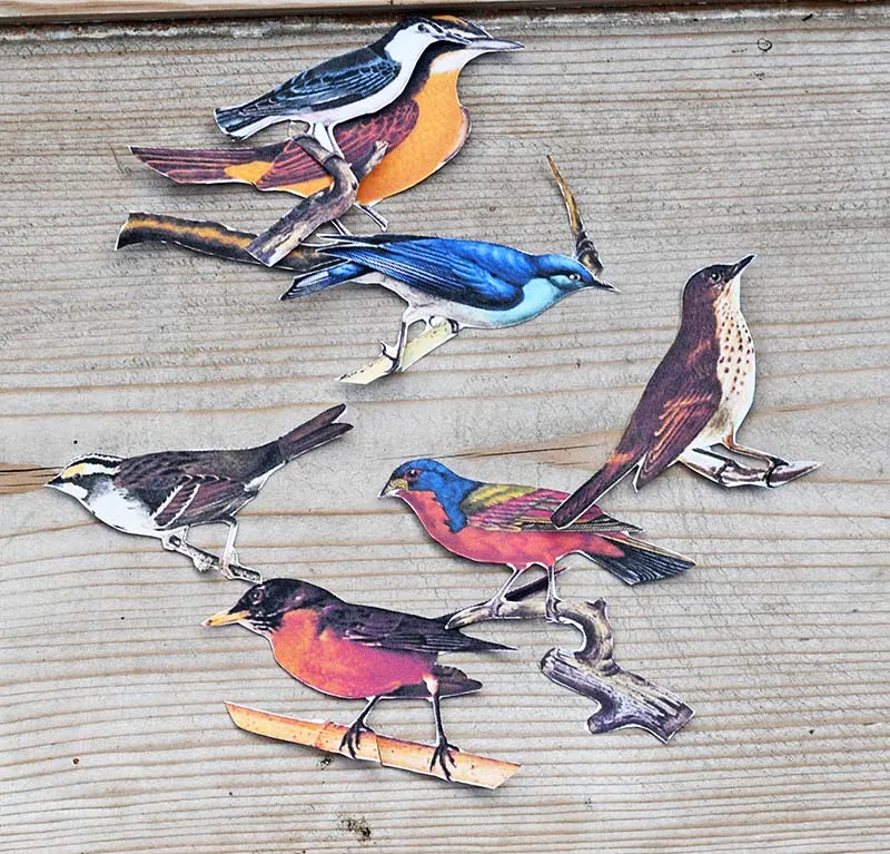 cut out songbird images