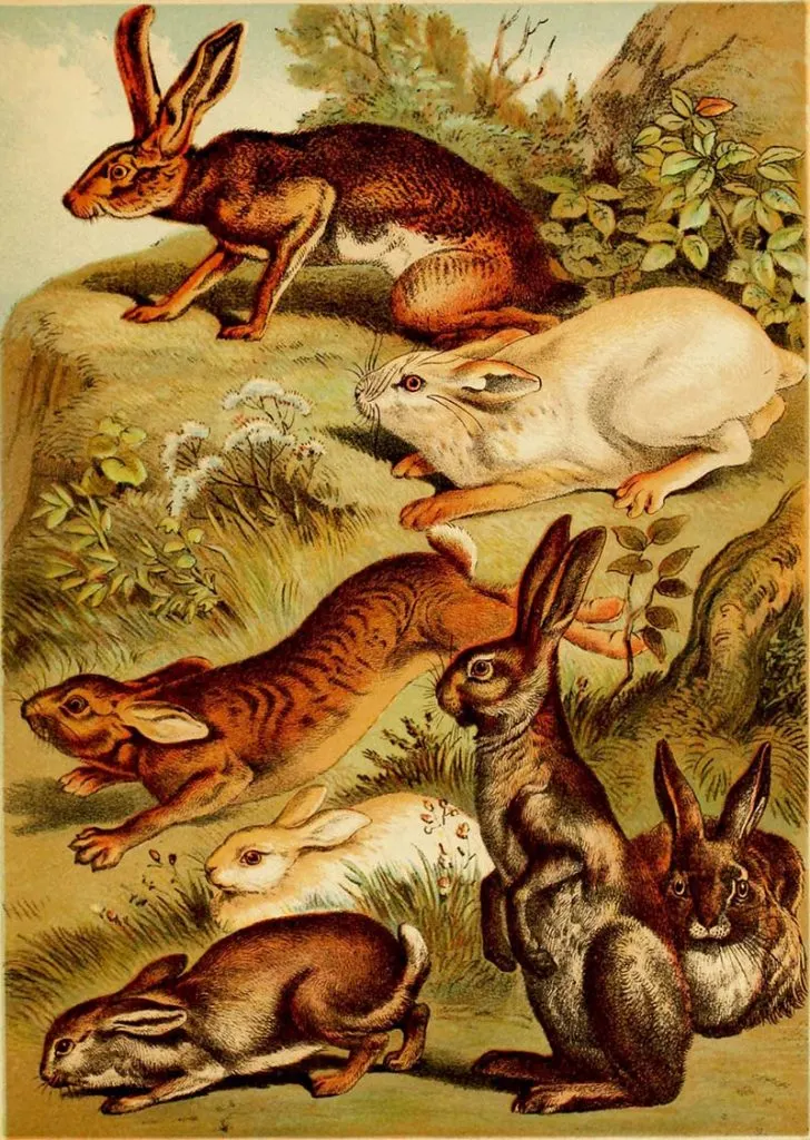 Natural History posters of rabbits and hares