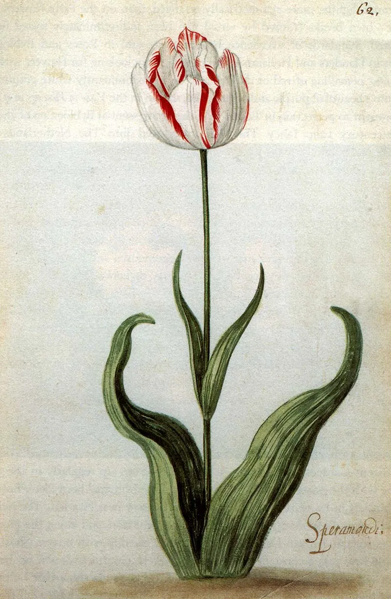 red and white tulip 1640 