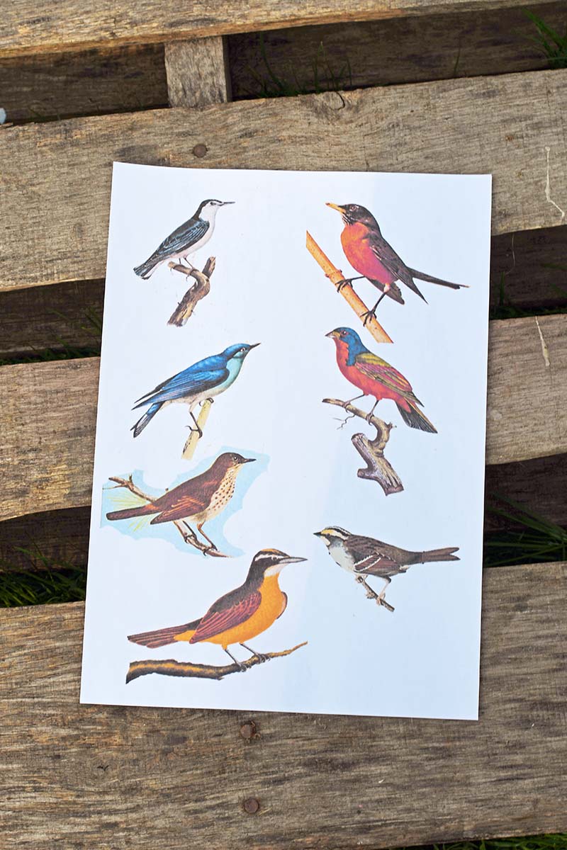 Song bird print outs.
