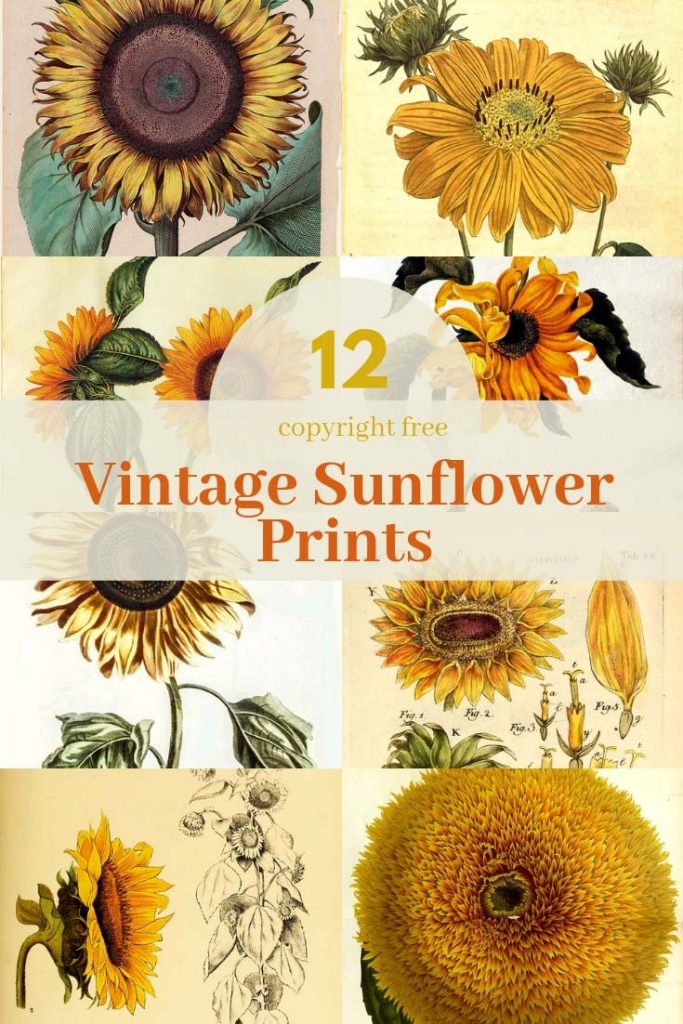 12 vintage sunflower drawings to download