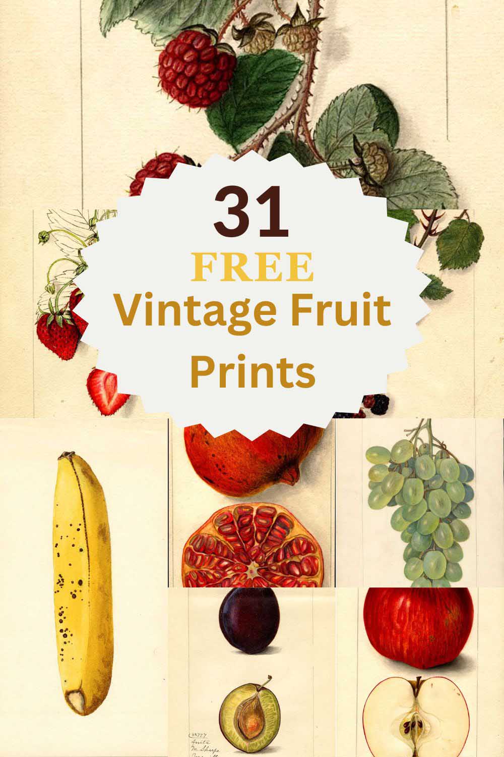 31 free vintage fruit prints from the Pomological collection pin