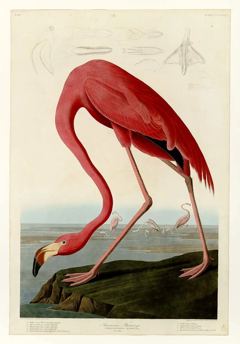 Audubon American Flamingo Art Prints