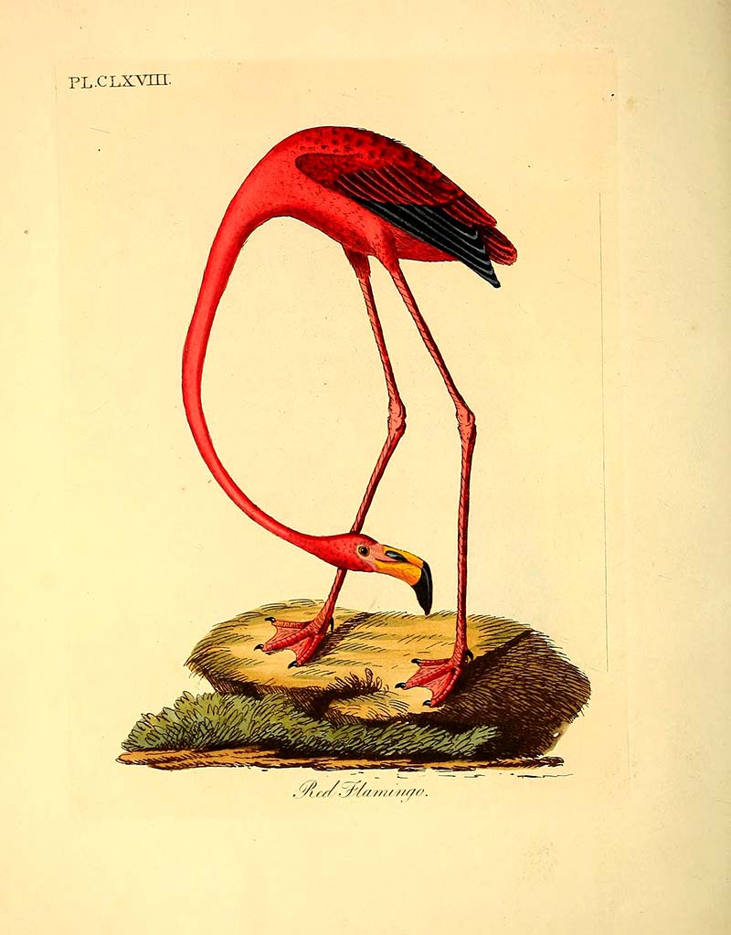 American Flamingo Painting
