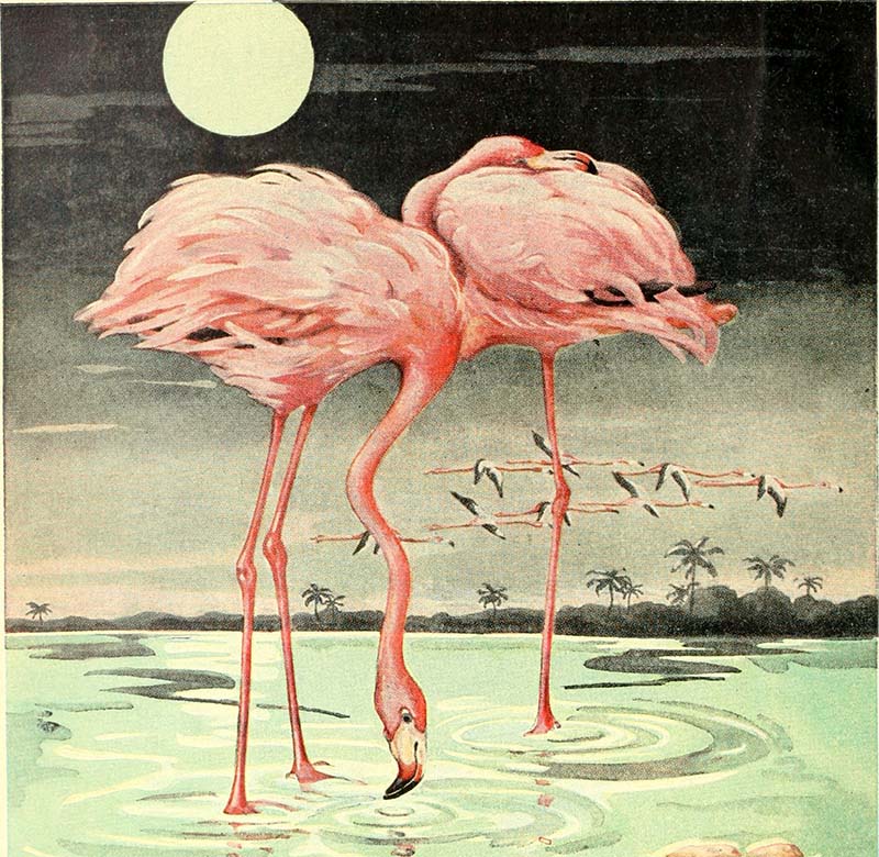Pair of American Flamingos Painting