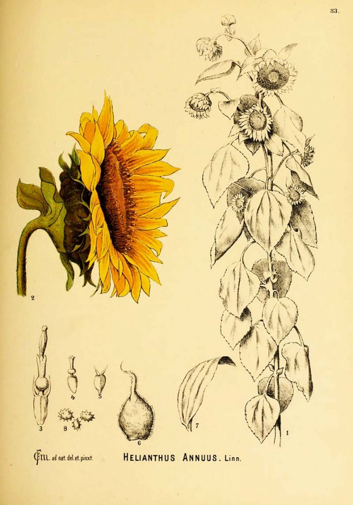 Botanical sunflower illustration