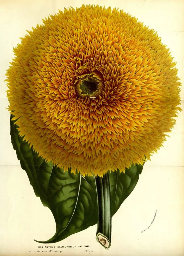 California Sunflower