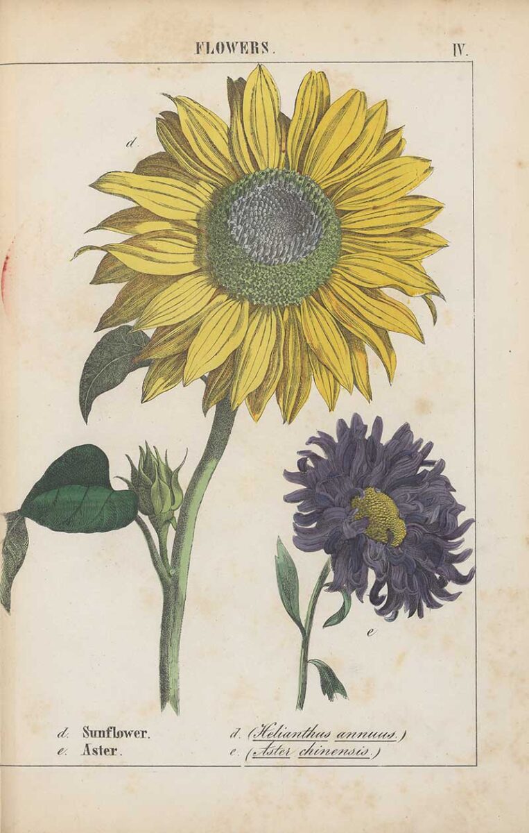 Stunning Free Botanical Sunflower Drawings In The Public Domain