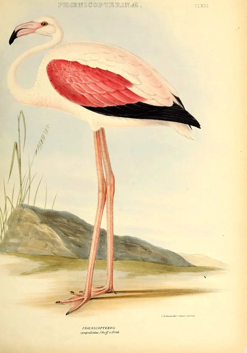 Chilean Flamingo Painting and picture to print
