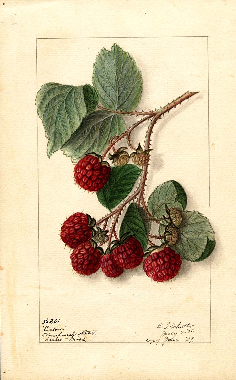 Eaton red raspberries watercolour illustration and print